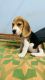Beagle Puppies for sale in Kanchipuram, Tamil Nadu. price: 8,000 INR