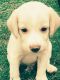 Beagle Puppies for sale in Meerut, Uttar Pradesh, India. price: 8000 INR