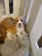Beagle Puppies for sale in Cocoa, FL, USA. price: $800
