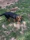 Beagle Puppies for sale in Hillsborough, New Jersey. price: $600