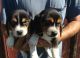 Beagle Puppies for sale in Ventura, CA, USA. price: NA
