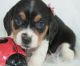 Beagle Puppies for sale in Jacksonville, FL, USA. price: NA