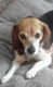 Beagle Puppies for sale in Pierpont, OH 44082, USA. price: NA