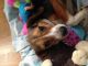 Beagle Puppies for sale in West Orange, NJ 07052, USA. price: $250