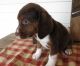 Beagle Puppies for sale in Rochester, MN, USA. price: NA