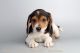 Beagle Puppies for sale in San Diego, CA, USA. price: $2,095