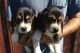 Beagle Puppies for sale in Alexandria, LA, USA. price: NA