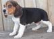 Beagle Puppies for sale in Austonio, TX 75835, USA. price: NA