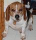 Beagle Puppies for sale in Leesburg, VA, USA. price: NA