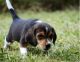 Beagle Puppies for sale in Bayport, MN, USA. price: NA