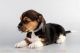 Beagle Puppies for sale in San Diego, CA, USA. price: $2,395