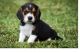 Beagle Puppies for sale in North Scituate, Scituate, RI 02857, USA. price: $400