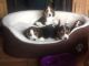 Beagle Puppies for sale in Kansas City, MO, USA. price: NA
