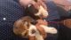 Beagle Puppies for sale in New Delhi, Delhi 110001, India. price: 12,000 INR