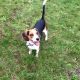 Beagle Puppies for sale in McMinnville, OR 97128, USA. price: NA