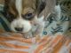 Beagle Puppies for sale in Glendale, AZ, USA. price: NA