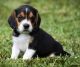 Beagle Puppies for sale in Ventura, CA, USA. price: NA