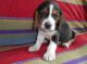 Beagle Puppies for sale in Stamford, CT, USA. price: $200