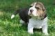 Beagle Puppies for sale in Overland Park, KS, USA. price: NA