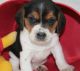 Beagle Puppies for sale in Arkansas City, KS 67005, USA. price: NA
