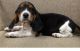 Beagle Puppies for sale in Shreveport, LA, USA. price: NA