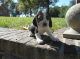 Beagle Puppies for sale in West Palm Beach, FL, USA. price: NA