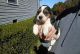 Beagle Puppies for sale in West Palm Beach, FL, USA. price: NA