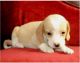 Beagle Puppies for sale in Ashland, VA 23005, USA. price: NA