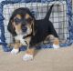 Beagle Puppies for sale in Charles City, IA 50616, USA. price: NA