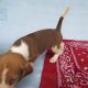 Beagle Puppies for sale in Morgantown, KY 42261, USA. price: NA