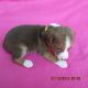 Beagle Puppies for sale in Morgantown, KY 42261, USA. price: NA