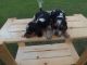 Beagle Puppies for sale in West Liberty, KY 41472, USA. price: $200
