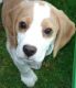 Beagle Puppies for sale in Bellevue, WA, USA. price: NA