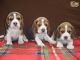 Beagle Puppies for sale in Fort Collins, CO, USA. price: NA