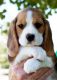 Beagle Puppies for sale in Las Vegas, NV, USA. price: NA