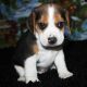 Beagle Puppies for sale in Allenstown, NH, USA. price: NA
