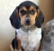 Beagle Puppies for sale in Gandeeville, WV 25243, USA. price: NA