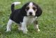 Beagle Puppies for sale in Allenstown, NH, USA. price: NA