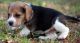 Beagle Puppies for sale in Delaware City, DE, USA. price: NA