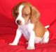 Beagle Puppies for sale in Fontana, CA, USA. price: $400