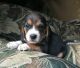 Beagle Puppies for sale in Fremont, CA, USA. price: NA