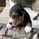 Beagle Puppies for sale in Fullerton, CA, USA. price: NA