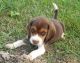 Beagle Puppies for sale in Garden Grove, CA, USA. price: NA