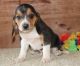 Beagle Puppies for sale in Santa Ana, CA, USA. price: NA