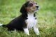 Beagle Puppies for sale in Boncarbo, CO 81091, USA. price: $400