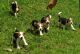 Beagle Puppies for sale in Sterling Heights, MI, USA. price: NA