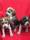 Beagle Puppies for sale in Sacramento, CA, USA. price: NA