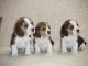 Beagle Puppies for sale in Round Rock, TX, USA. price: NA