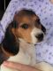 Beagle Puppies for sale in Rebersburg, PA 16872, USA. price: NA