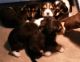 Beagle Puppies for sale in Chehalis, WA 98532, USA. price: NA